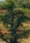 árbol solitario
