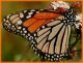 Mariposa Monarca, Michoacán