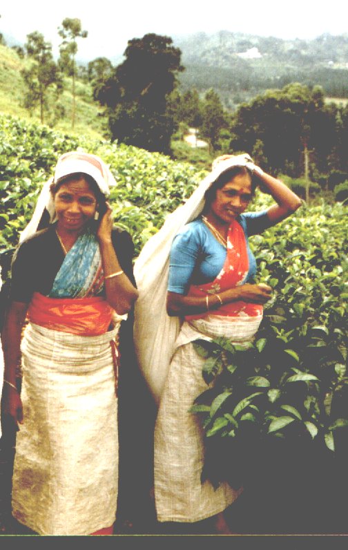 indian tea pickers on a tea plantation