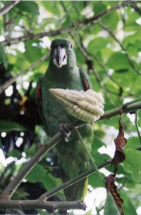 loro.jpg (75105 bytes)