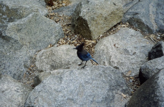 A close-up of a Bird