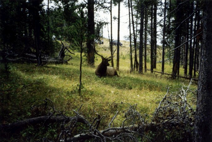 a Mule Deer