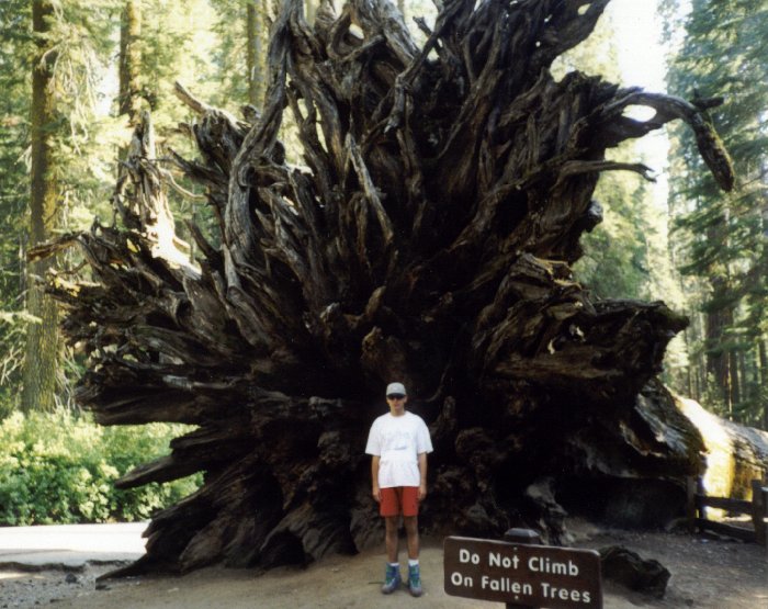 In front of a Fallen Sequoia