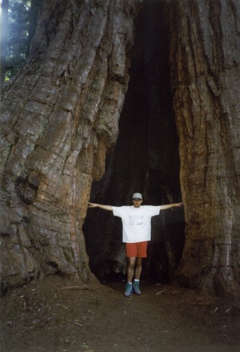 Inside a Tree!