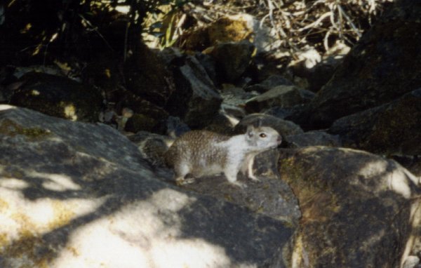 A squirrel