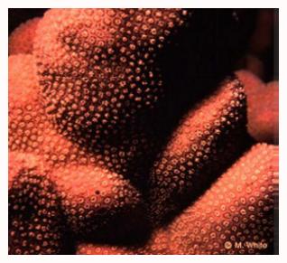 Coral