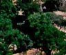 22chedi.JPG (3685 bytes)