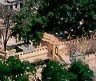 23chedi.JPG (4058 bytes)