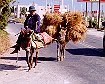Man with donkeys