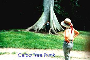 Ceiba Tree Trunk