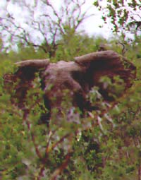 Angry Elephant (18KB)