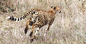 Hunting Cheetah (24KB)