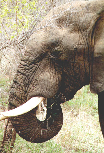 Eating Elephant (71KB)
