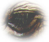 Elephant Eye (8KB)