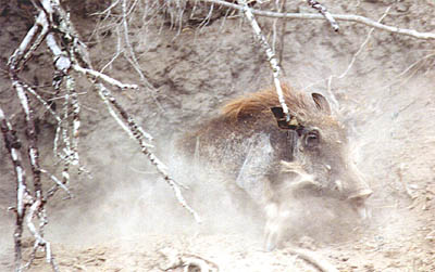 Warthog (32KB)