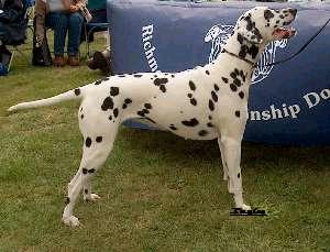 Holderness High Jinks Best of Breed