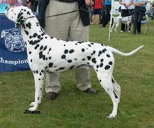 Tolutim Benedictine (CH) Dog CC