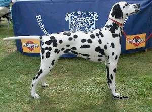 Dalesbred Doodle Bug RBCC