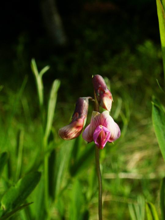 " Belle France "&nbsp; " Guy Peinturier&nbsp; "&nbsp; " Anould&nbsp; Vosges&nbsp; "