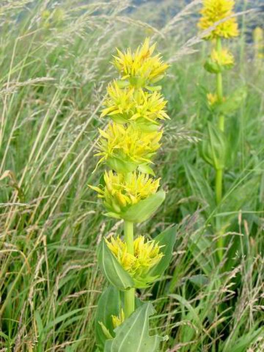 " Belle France "&nbsp; " Guy Peinturier&nbsp; "&nbsp; " Anould&nbsp; Vosges&nbsp; "