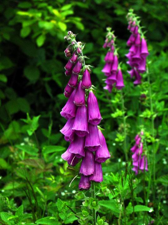 " Belle France "&nbsp; " Guy Peinturier&nbsp; "&nbsp; " Anould&nbsp; Vosges&nbsp; "