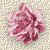 rosesbul.jpg(15521 bytes)