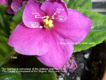 flower parts