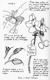 Handpollination