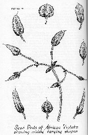 AV Seedpods