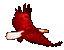 Soaring Eagle