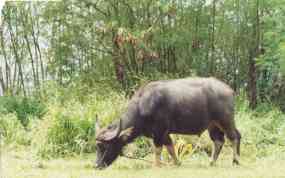 One of the locals.  About the most exciting thing I saw, aside from the Hard Rock Cafe downtown.