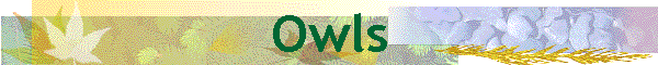 Owls