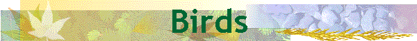 Birds