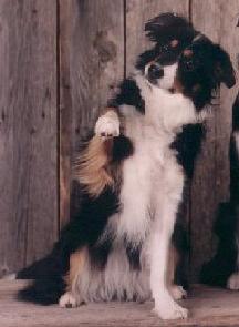 moxie.jpg (11374 bytes)
