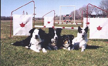 JoAnne's Furkids