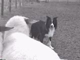 Rally, On Sheep