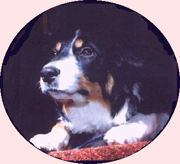 Moxie - The Stare