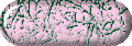 pnkvovawb.gif