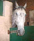 horsepic.bmp (44542 bytes)