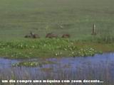 Capivaras
