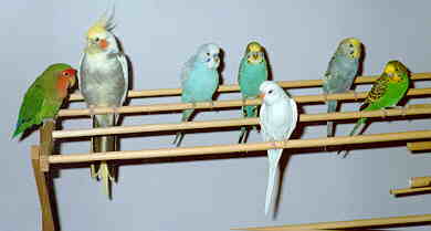 flock