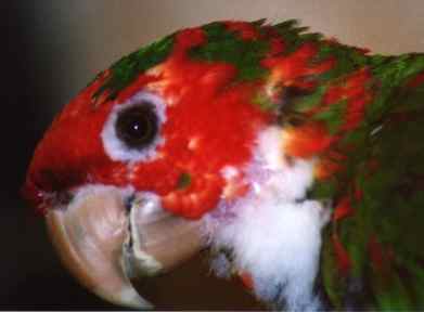 plucked by his mate