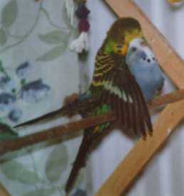 Classic budgie mating pose