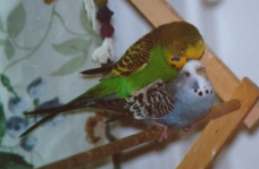 male stands on female's back