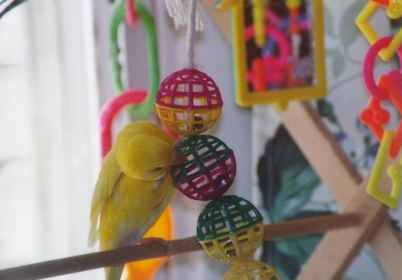 Playtime
