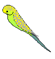 Greywing