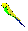 Whitewing