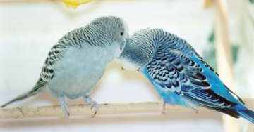 preening her mate