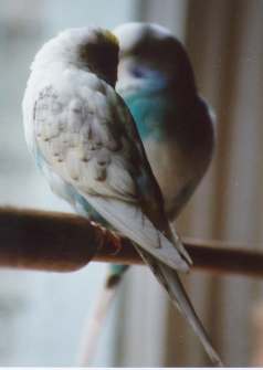 Spangled budgie