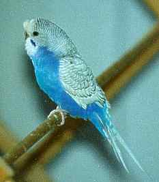 Spangled budgie
